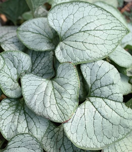 'Brunnera macrophylla 'Silver Heart'' 